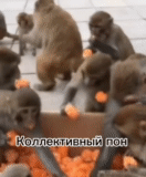 обезьяна, обезьяна мандарин, обезьянка мандарином, обезьяна ест мандарин, обезьяна ест апельсин