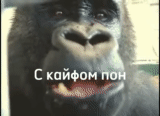 горилла, горилла мем, горилла обезьяна, oliver eats an apple, ура ура тимофей горилла