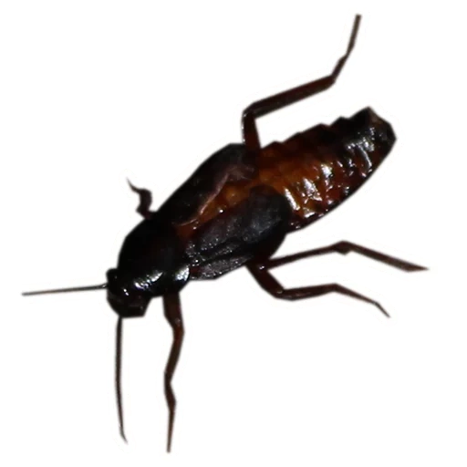 таракан, черный таракан, таракан домашний, большой черный таракан, blatta orientalis таракан