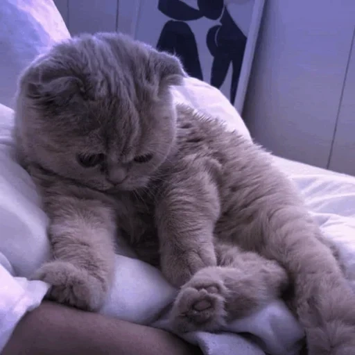 kitten, hanging-eared cat hug, scottish stryte kitten sleeps, scottish drooping-eared cat is sleeping, cute kitten hugs and hangs ears