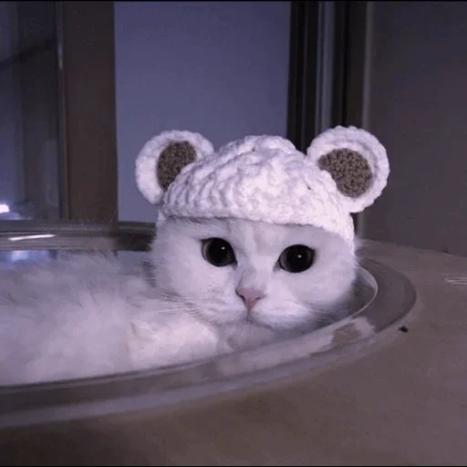 chats mignons, chapeau de minou, un joli chapeau de chat, un joli chapeau de chat, costumes de chats mignons