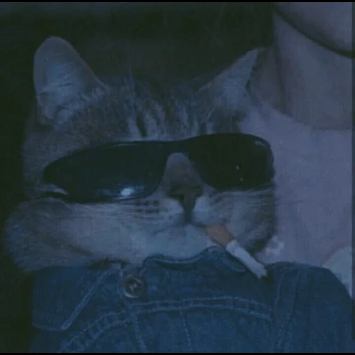 chat, homonyme, chats cool, cat de lunettes noires