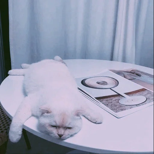 кот, кошка, котики, кошка кошка, кот aesthetic