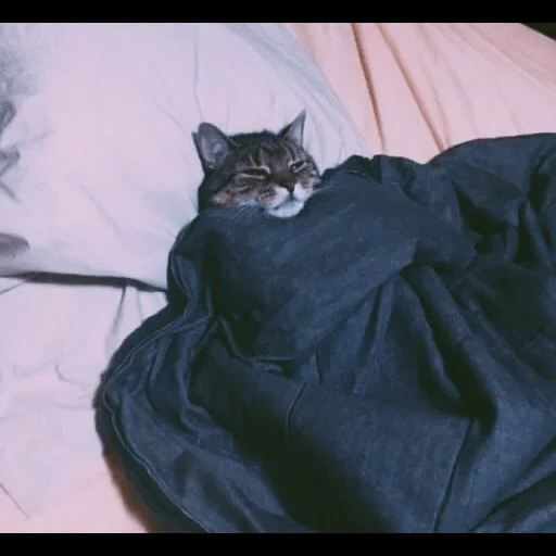 кот, коты, кошка, спящий котик, здоровый 8 часовой сон