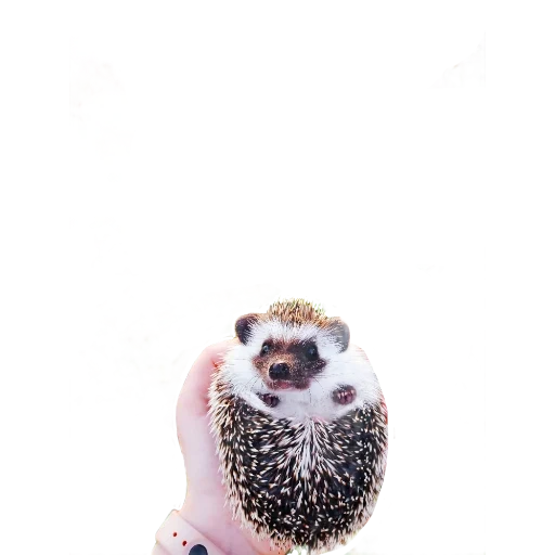 hedgehog, lady the hedgehog, charmant hérisson, chaussettes de hérisson, petit hérisson