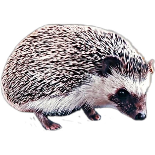 hedgehog, profil de hérisson, hérisson domestique, vue latérale du hérisson, hedgehog sur fond blanc