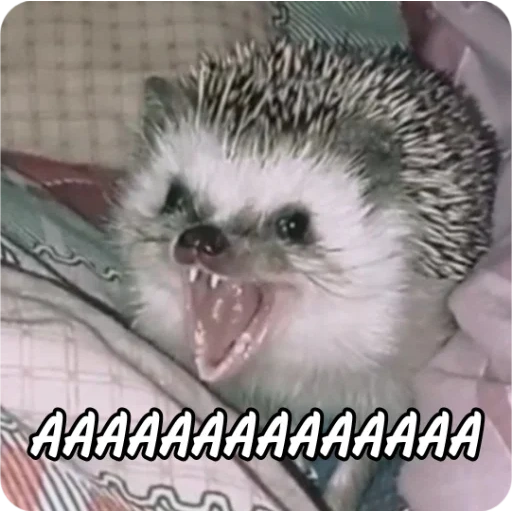 hedgehogs, dear hedgehog, the hedgehog is yawning, funny hedgehog, little hedgehog