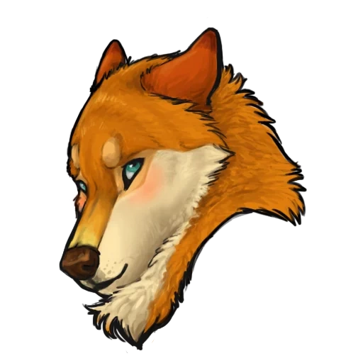 raposa, humano, o rosto da raposa, desenho da raposa, kulpeo fox
