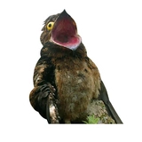 potoo