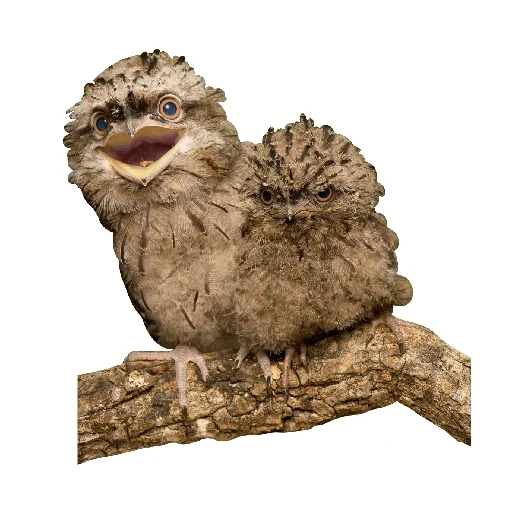 a garota de kozodoy, o sapo é um pássaro, fritar chick chicks, frog chick, tawny frogmouth bird