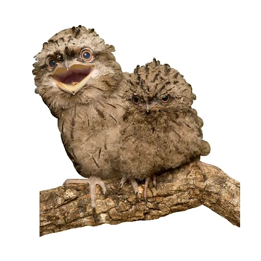 chica de kozodoy, la rana es un pájaro, polluelos freying chicas, pollito de rana, pájaro de frogmouth tawny