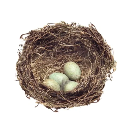 гнездо, гнезда птиц, гнездо яйцами, птичье гнездо, три яйца гнезде