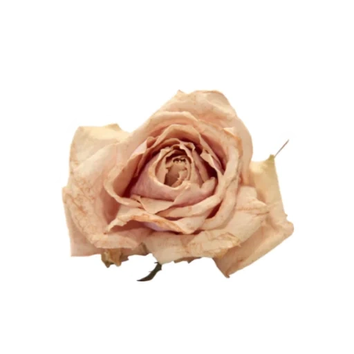 роза бежевом, пудровые розы, винтажные розы, розы пудрового цвета, мондиаль пудровые розы