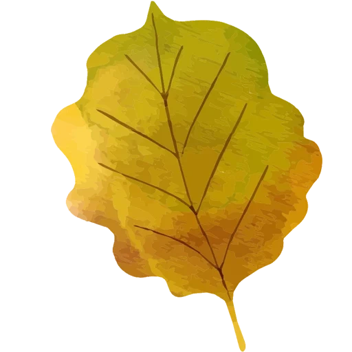 sheet, leaf, oak sheet, oak leaf, liszt alder is yellow