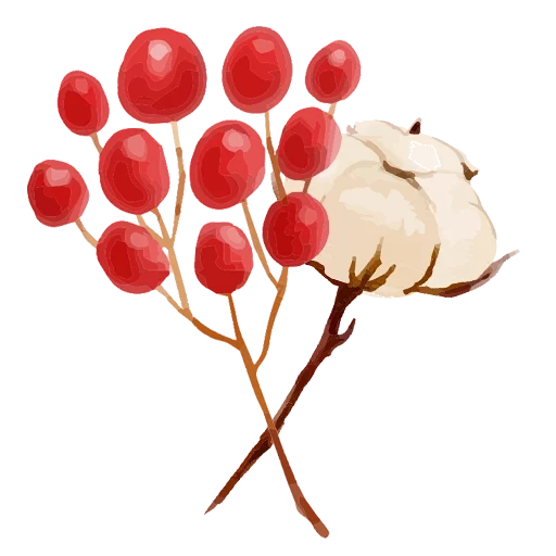 cotton branch, cotton flower, cotton plant, cotton illustration, cotton branch with white background