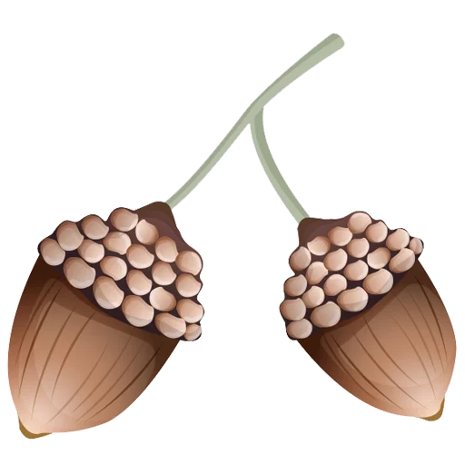 alimento, bellotas de roble, bellota clipart, bellota a un fondo blanco, el dibujo es color de lucha