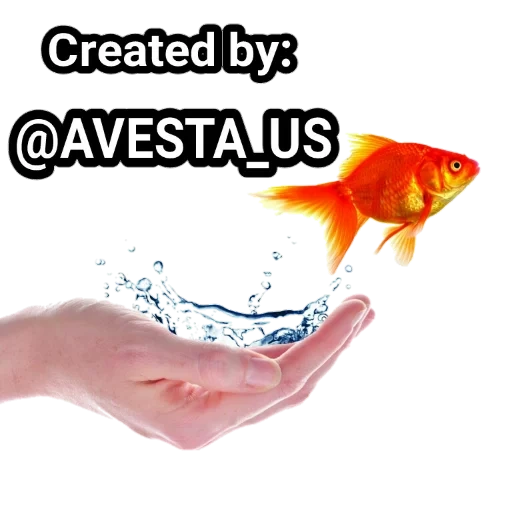 fish background, white background, goldfish with hands, the background of the presentation of fish, the background of the presentation of the fish