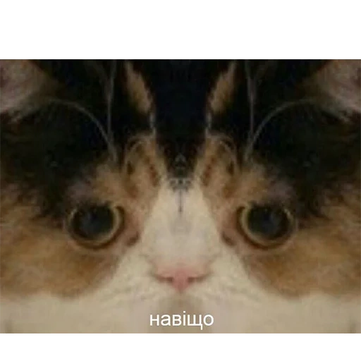 cat meme, então o meme, qual é o nome do gato, então o gato, então o gato meme