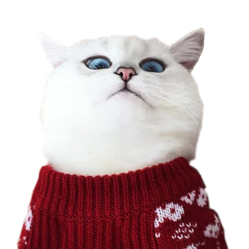 sweater cat, cat sweater, kitty sweater, cobbie type in cats, the cat is red cheeks