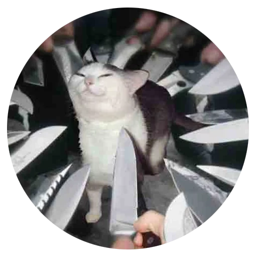 cat meme, gato de faca, seu destino, modelo de faca de gato, gato cercado por facas