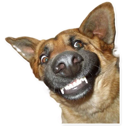 der hund lacht, der lächelnde hund, der lächelnde hund, deutscher schäferhund lächelt
