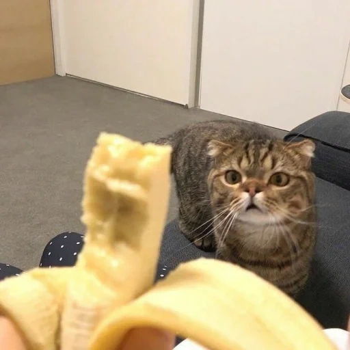 кот, кошка, котики, кот бананом, смешные кошки
