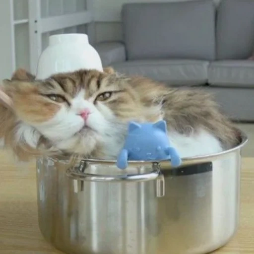 чучу кошка, кот кастрюле, сумасшедшая кошка, кот готовит еду рэгдолл, cream heroes кошка chuchu