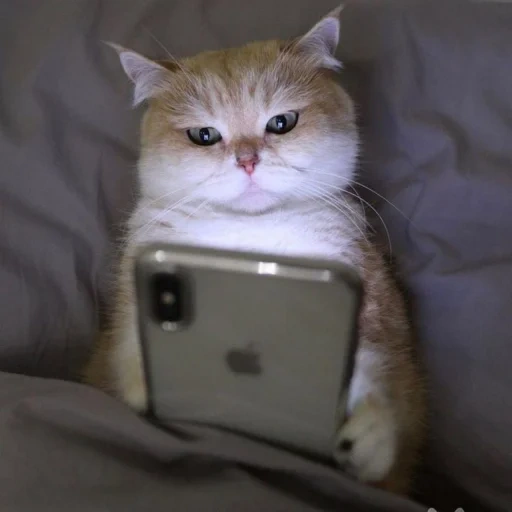 кот, кошка, котик, котик мем, котик телефоном