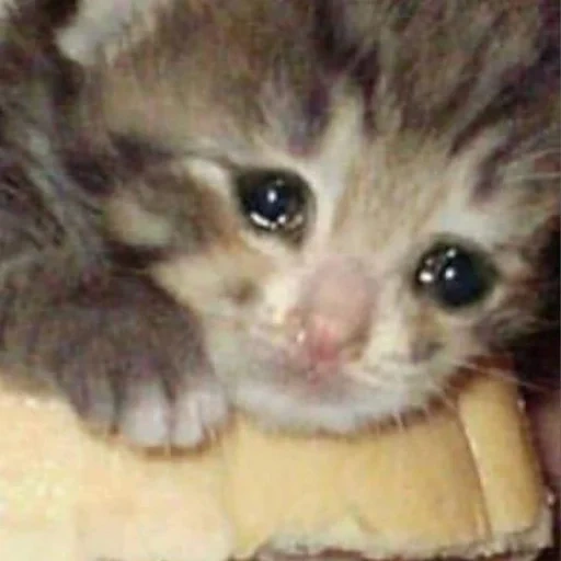 плачущий кот, плачущие коты, котик слезами, плачущий котик, плачущий котенок