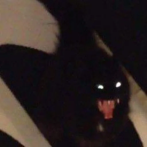 темнота, чёрный котик, чёрная кошка, страшная кошка, замок миссис робертс