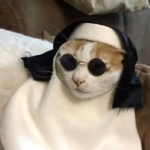 кот, кошка, кот католик, веселые животные