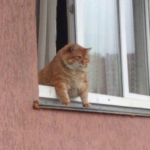 кот окне, саютик кот, толстый кот, кот окне мем, толстый кот окне