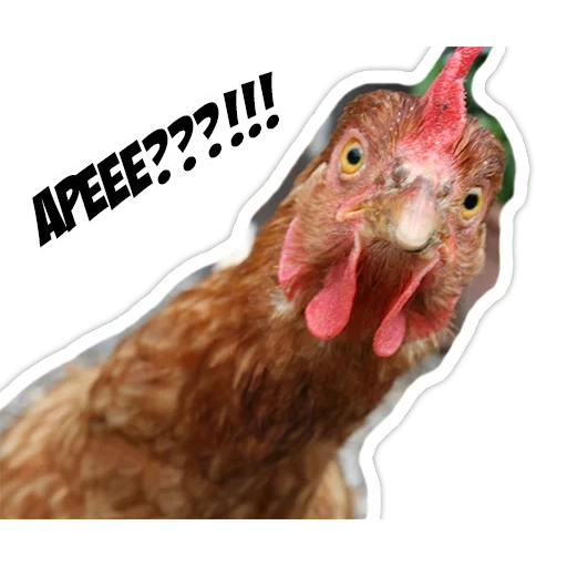 pollo, pollo memético, pollo, pollo sorprendido, foto de pollo