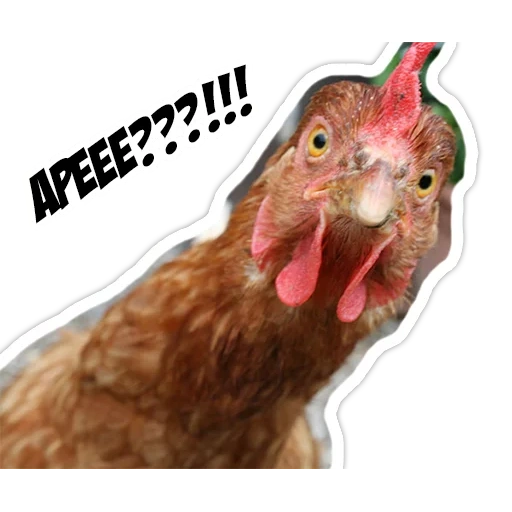 ayam, meme ayam, ayam ayam jantan, ayam yang terkejut, foto ayam