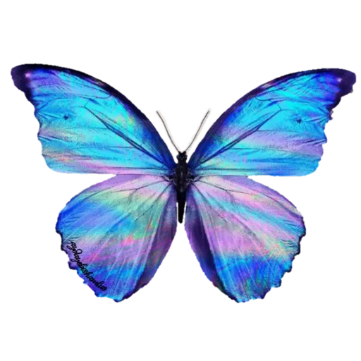 le papillon est bleu, morfo butterfly, papillon bleu, image papillon, papillon