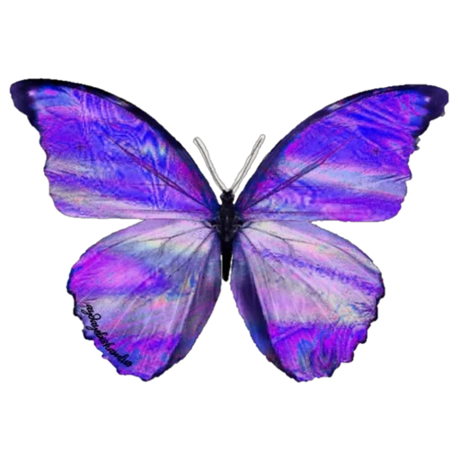 papillon, papillon bleu, papillon, grands papillons violets, papillon violet avec un fond blanc