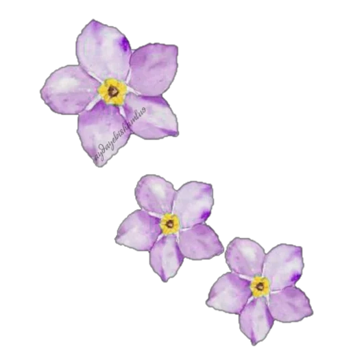 bunga lavender, bunga transparan, bunga kecil photoshop, bunga dasar transparan, flower transparan latar belakang photoshop