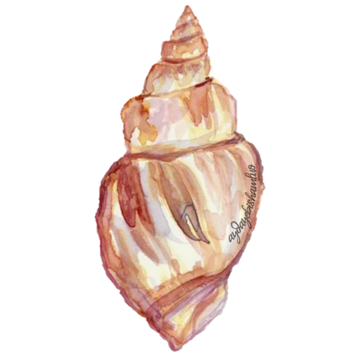 dessin de la coquille, coquille, une coquille avec un crayon, une illustration de shell, évier mollusque avec aquarelle