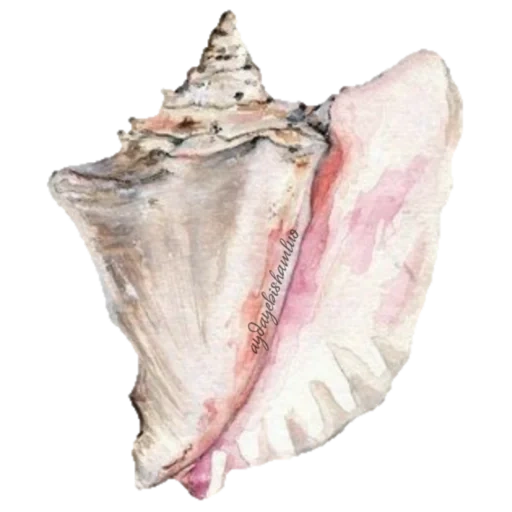 shell, shell sketch, conch shell, conch, pencil case