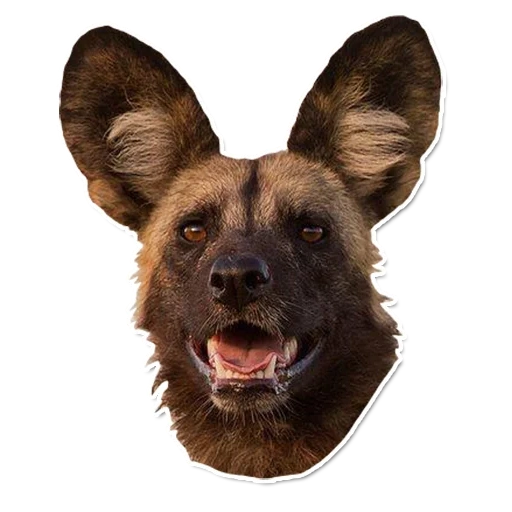 hyäne hund, der hund ist wild, hyenoidhund, afrikanischer hyäne hund, mexikanischer hyäoaler hund