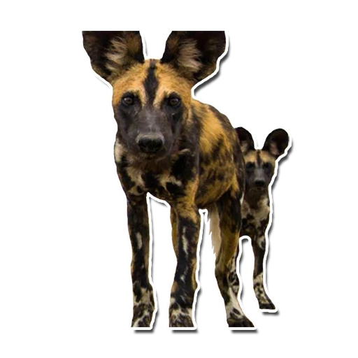 febbre di balthazar, cane selvatico africano, dog iena africano, cane gyenoide africano, african hyenas dog of savannah