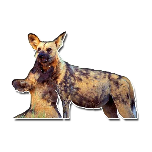 perro hyennaya, perro hyenoide, redujo guine guine dog, dog hyennaya lycaon pictus, perro gíenoide africano