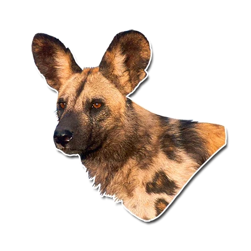 hyennaya dog, chien hynoïde, le museau du chien hyennaya, chien hyène africain, chien gyenoïde africain