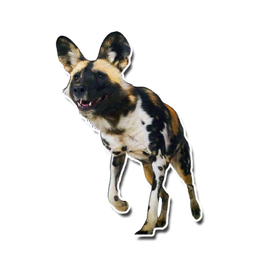 anjing hyenoid, warna anjing hyenoid, anjing hyena afrika, anjing gyenoid afrika, anjing hyenoid australia