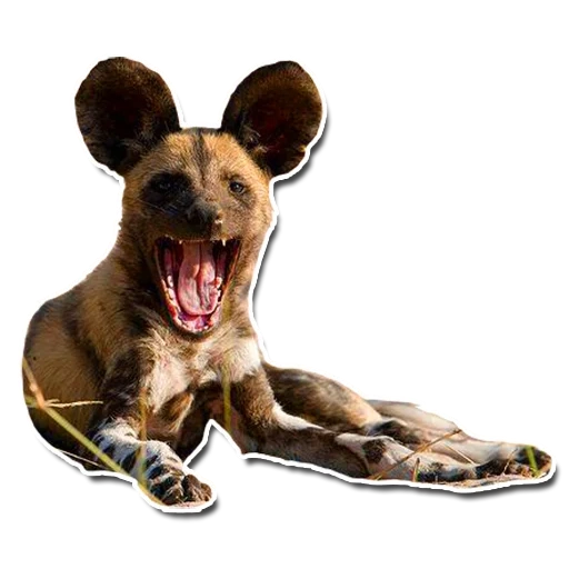 cachorro hiena, cão hyennaya, imprima cachorro africano, cão gienóide africano, hienas africano cão de savannah
