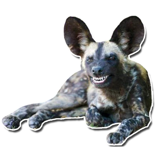 hyennaya dog, chien hynoïde, le chien africain est noir, chien hyène africain, chien gyenoïde africain