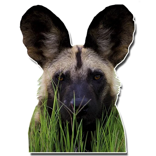 die ohren der tiere, hyennaya hund, hyenoidhund, mündung des hyäoden hundes