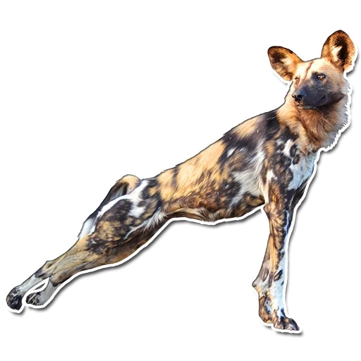 perro hyennaya, perro hyenoide, perro hiena africano, perro hyenoide australiano, figura safari ltd hyenoid dog 239729