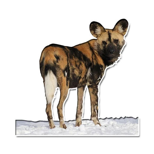 hyennaya dog, chien hynoïde, couleur de chien hyennaya, chien gyenoïde africain, chien hyènes africain de savannah