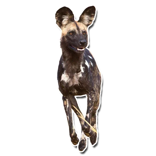 cachorro hiena, lycaon pictus, cão hyennaya, cão selvagem africano, cachorro hienóide